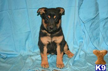 Puppies in PA